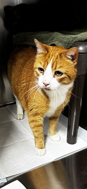 OSCAR - Domestic Short Hair available for adoption