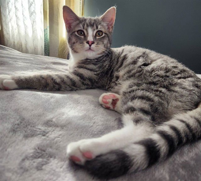 WILEY - Domestic Short Hair available for adoption