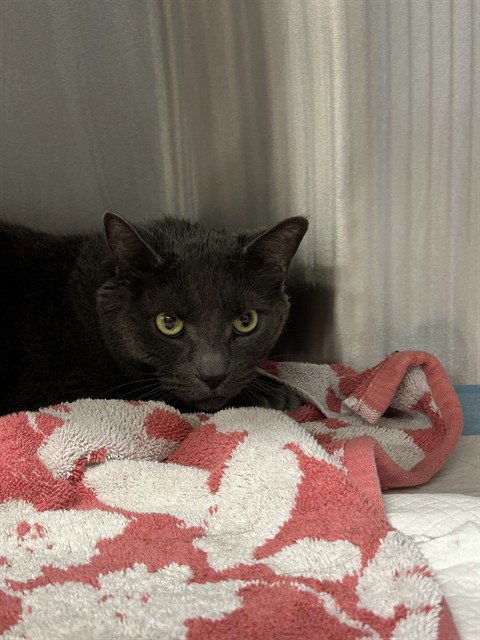 MORI - Domestic Short Hair available for adoption