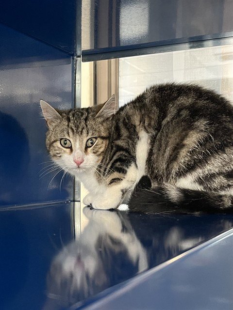 BRIAN - Domestic Short Hair available for adoption