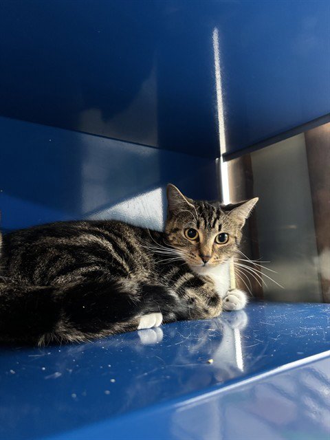 PIPER - Domestic Short Hair available for adoption