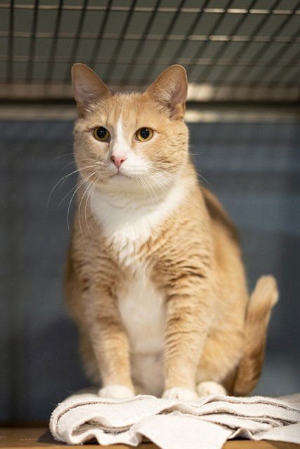 BUTTERSWORTH - Domestic Short Hair available for adoption