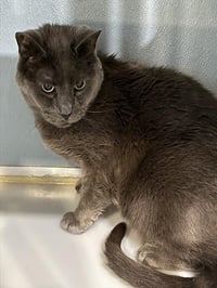 DORIAN - Photo 1
