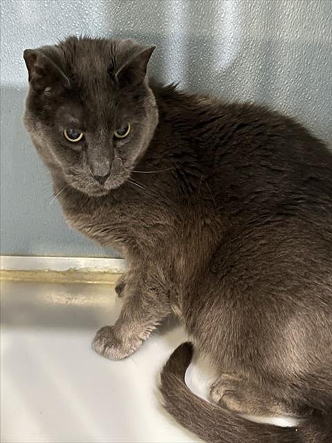 DORIAN - Domestic Short Hair available for adoption