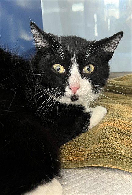 BOOTSY - Domestic Short Hair available for adoption