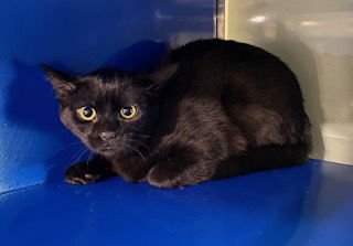 MORTICIA - Domestic Short Hair available for adoption