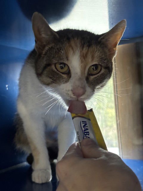 CORA - Domestic Short Hair available for adoption