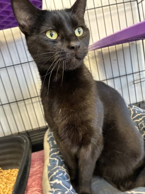 DINO - Domestic Short Hair available for adoption