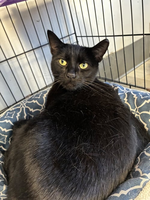 DINO - Domestic Short Hair available for adoption