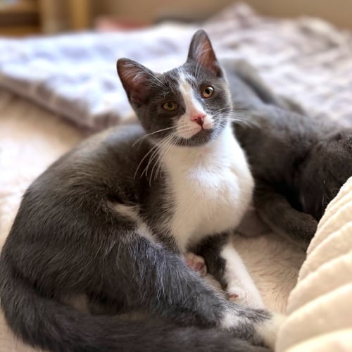 PETUNIA RHUBARB - Domestic Short Hair available for adoption