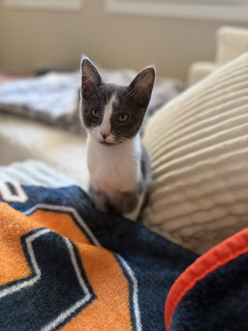 PETUNIA RHUBARB - Domestic Short Hair available for adoption