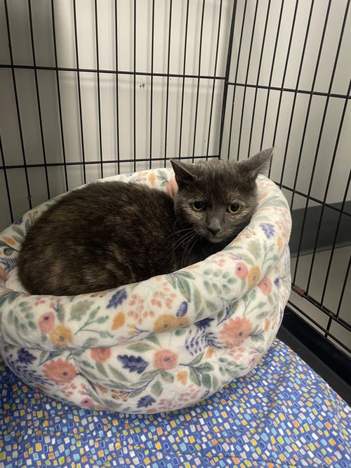 LIV - Dilute Tortoiseshell / Domestic Short Hair available for adoption