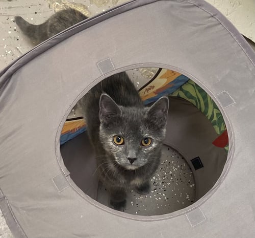 LIV - Dilute Tortoiseshell / Domestic Short Hair available for adoption