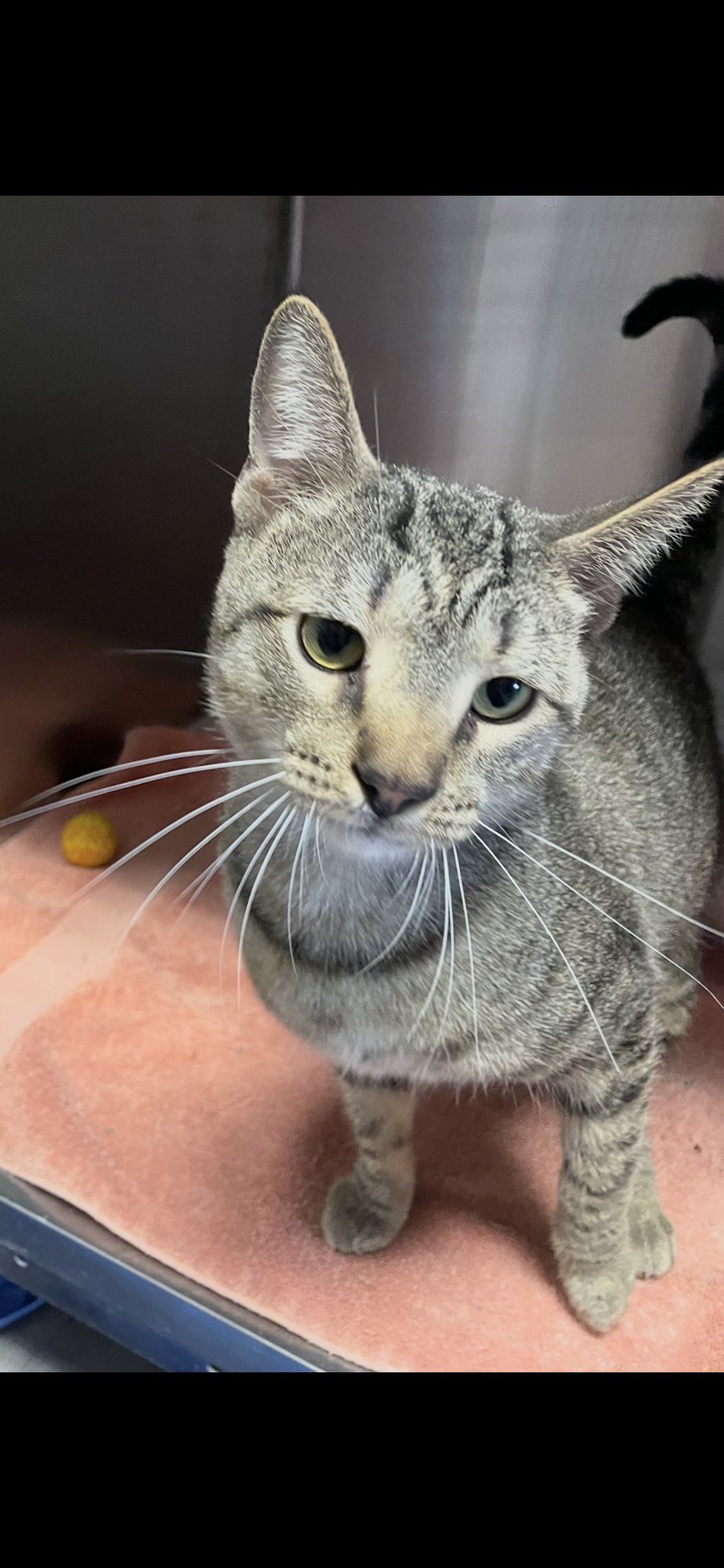 TIGER - Tabby / Domestic Short Hair available for adoption