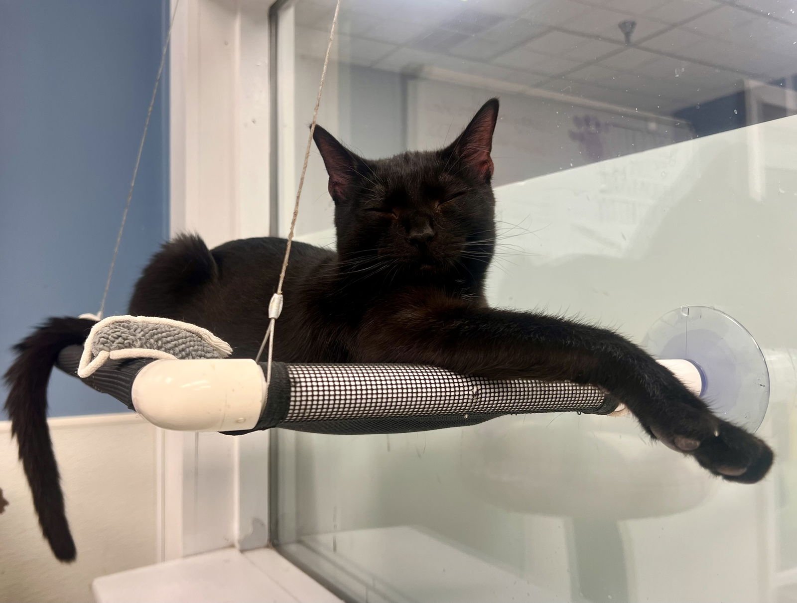 DALE - Domestic Short Hair available for adoption