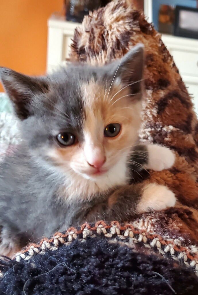 RACHEL  - MUST APPLY IN PERSON - Dilute Calico / Domestic Short Hair available for adoption
