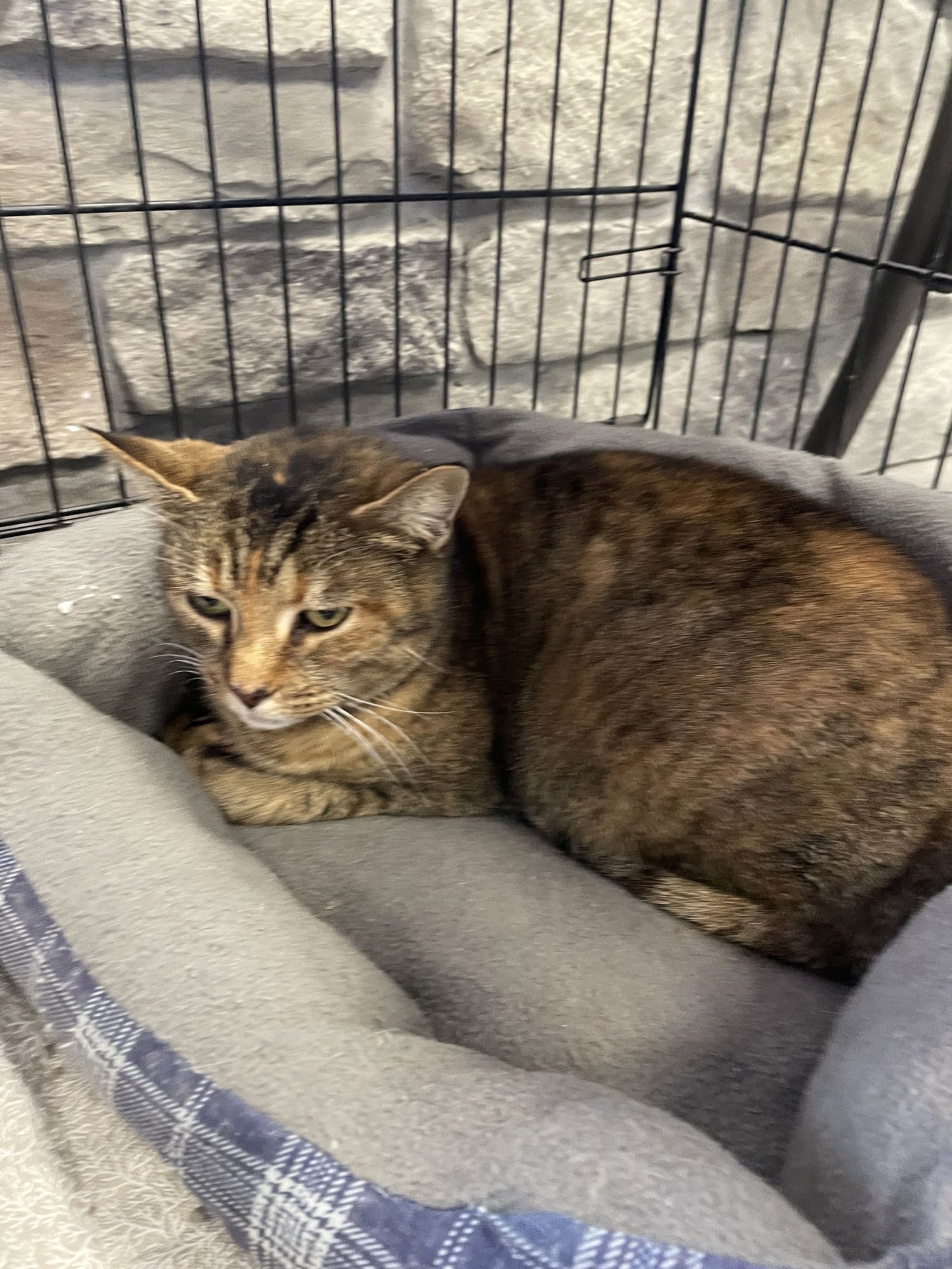 CALI - MUST APPLY IN PERSON ! - Torbie / Domestic Short Hair available for adoption