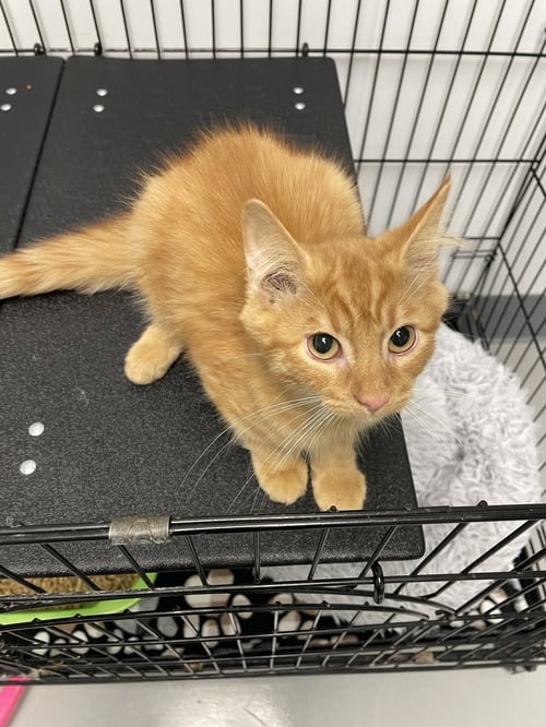 CHEESE PUFF - Tabby / Domestic Medium Hair for adoption in Lexington