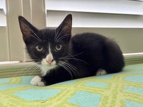 PLUTO - Tuxedo / Domestic Short Hair for adoption in Lexington
