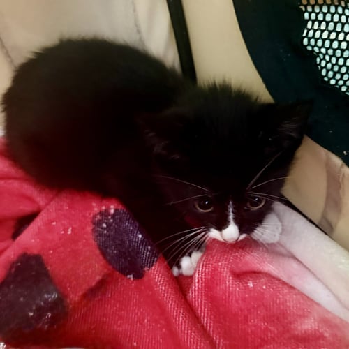 PLUTO - Tuxedo / Domestic Short Hair available for adoption