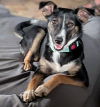 Evie - Photo 1
