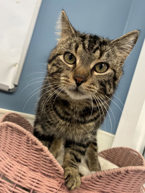 NIBBLEZ - Tabby / Domestic Short Hair available for adoption