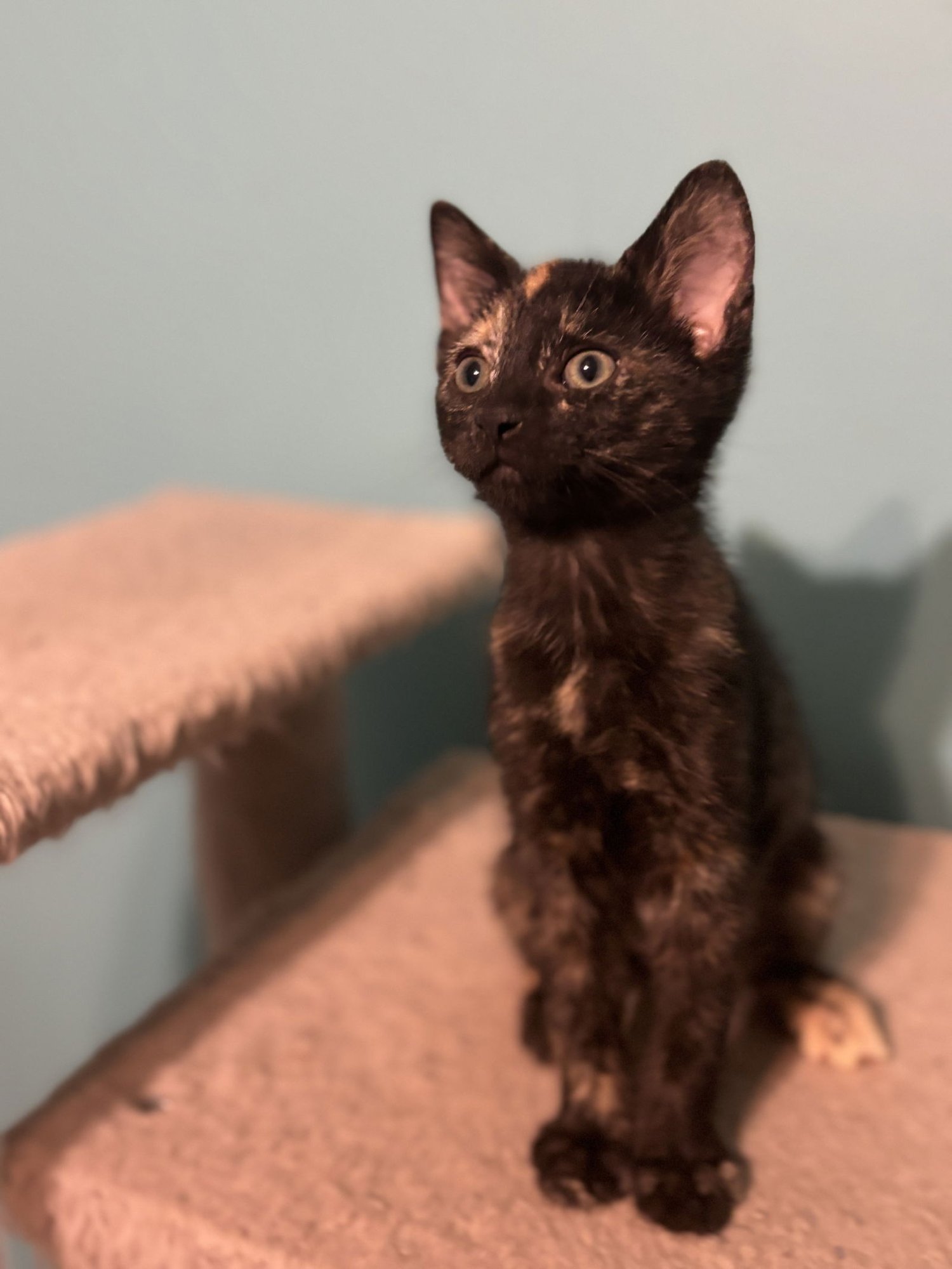 CONFETTI - Tortoiseshell / Domestic Short Hair available for adoption
