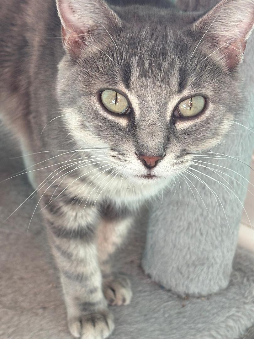 MOONDANCER (PS) - Dilute Calico / Tabby available for adoption