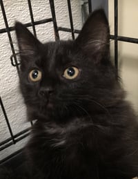 Nala - Photo 4