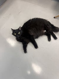 Nala - Photo 1