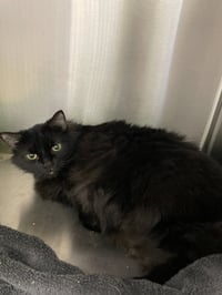 Nala - Photo 3