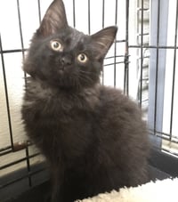 Nala - Photo 5