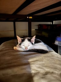 Lugnut - Photo 1