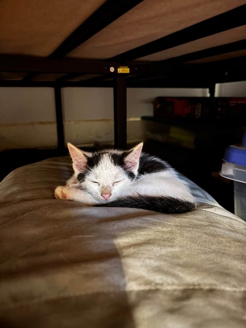 LUGNUT - Domestic Short Hair available for adoption
