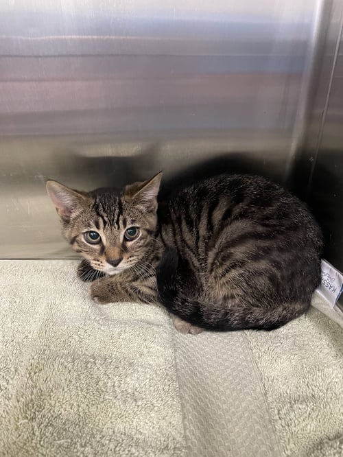 STITCH - Tabby / Domestic Short Hair for adoption in Lexington