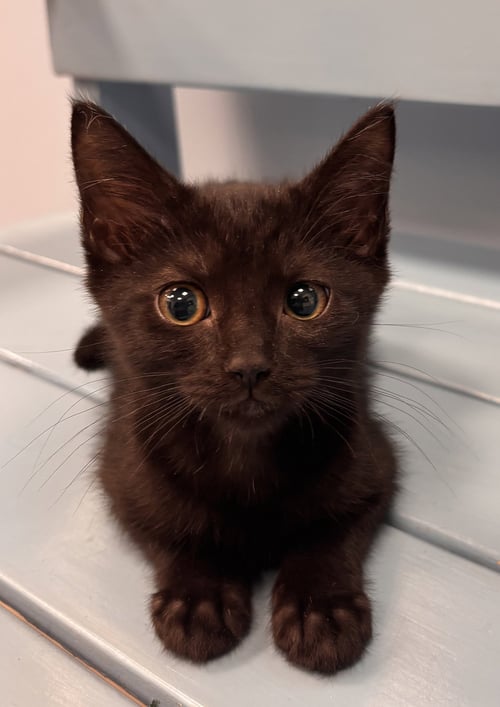 RYE - Domestic Short Hair for adoption in Lexington
