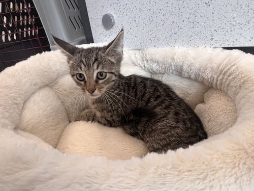 BART - Tabby / Domestic Short Hair available for adoption