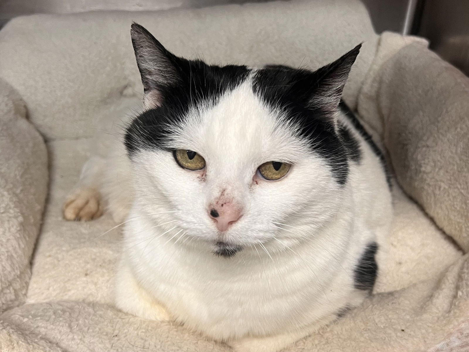 MAUDE - Manx / Domestic Short Hair available for adoption