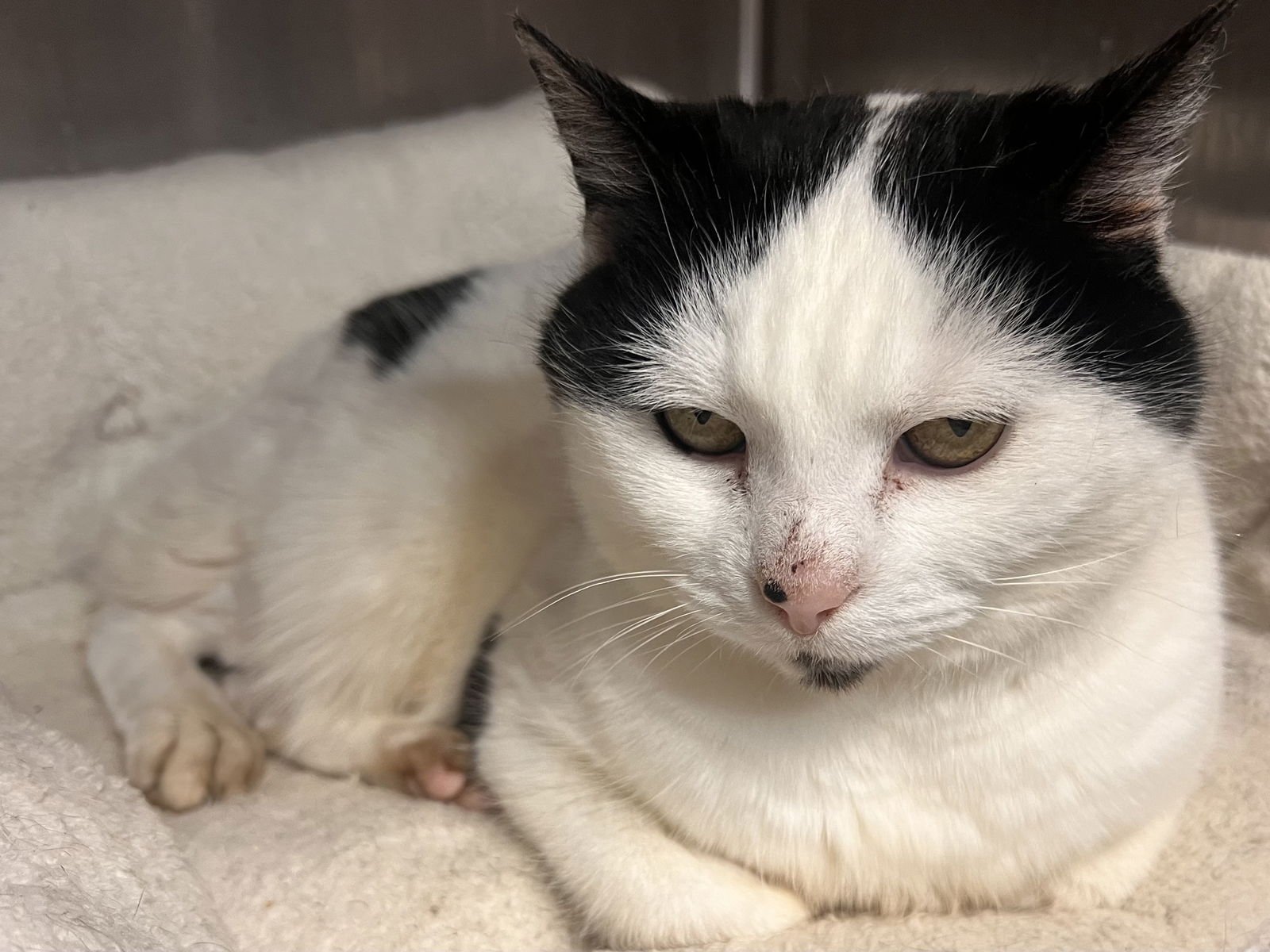 MAUDE - Manx / Domestic Short Hair available for adoption