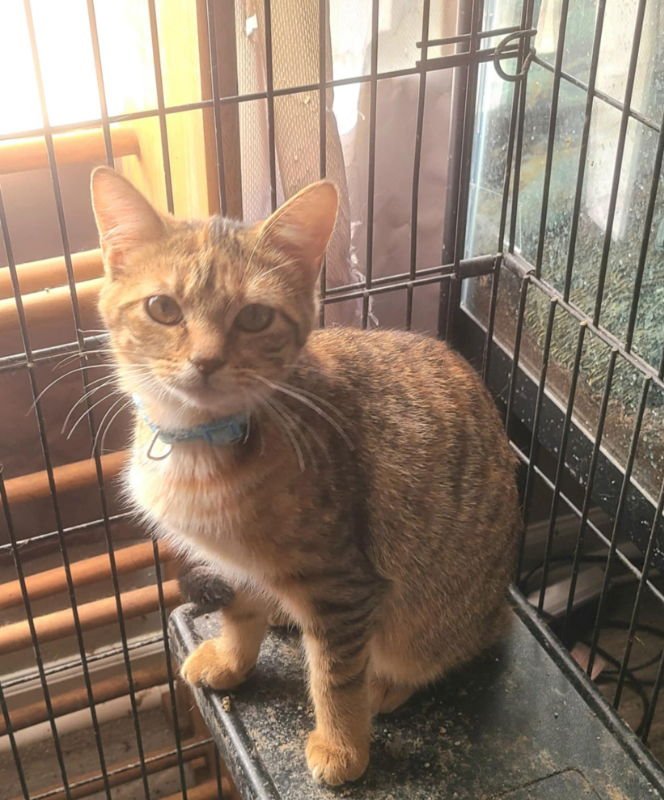 PIPER (FSG) - Torbie / Domestic Short Hair available for adoption