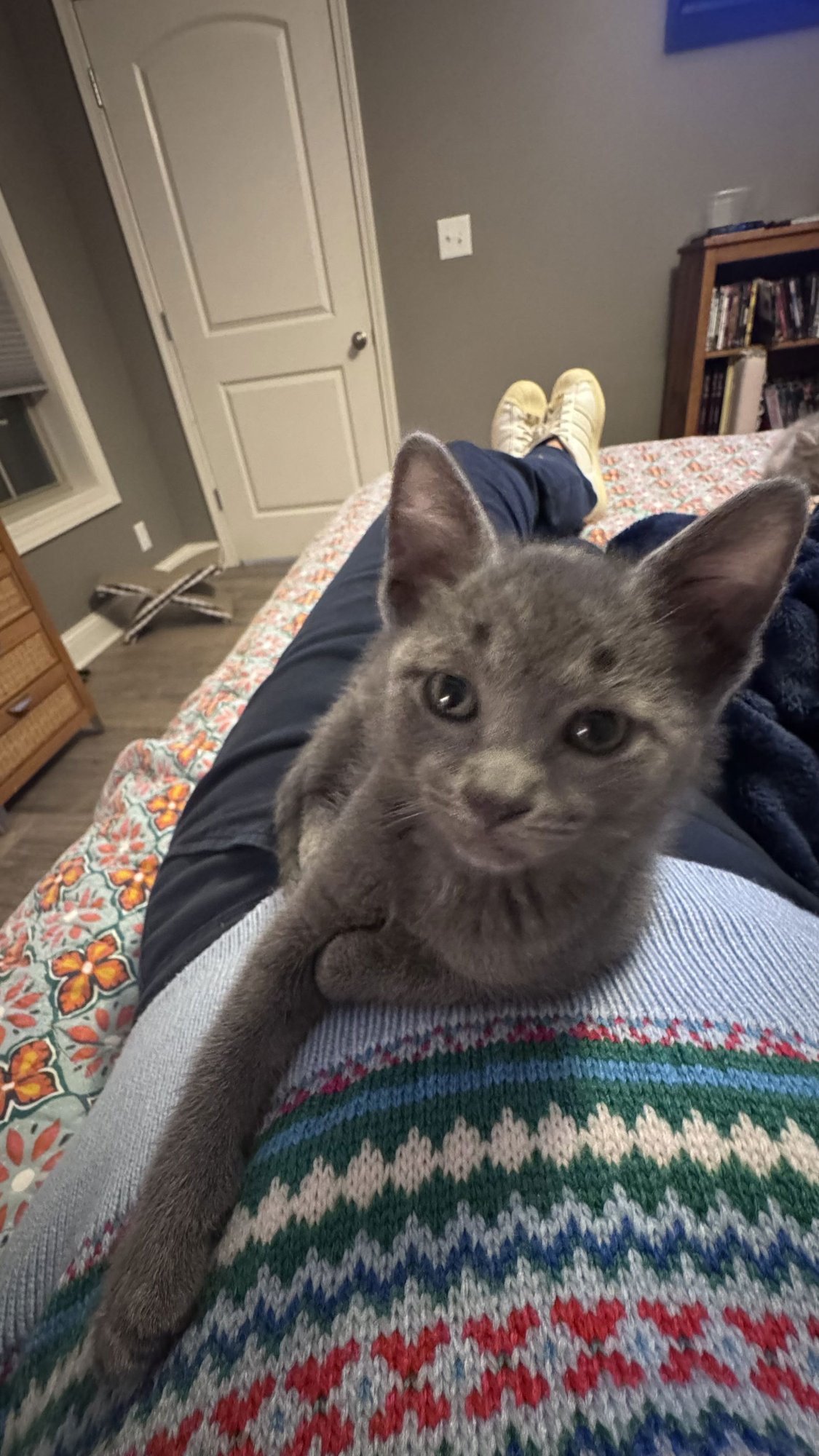 MYLES - Russian Blue / Domestic Short Hair available for adoption