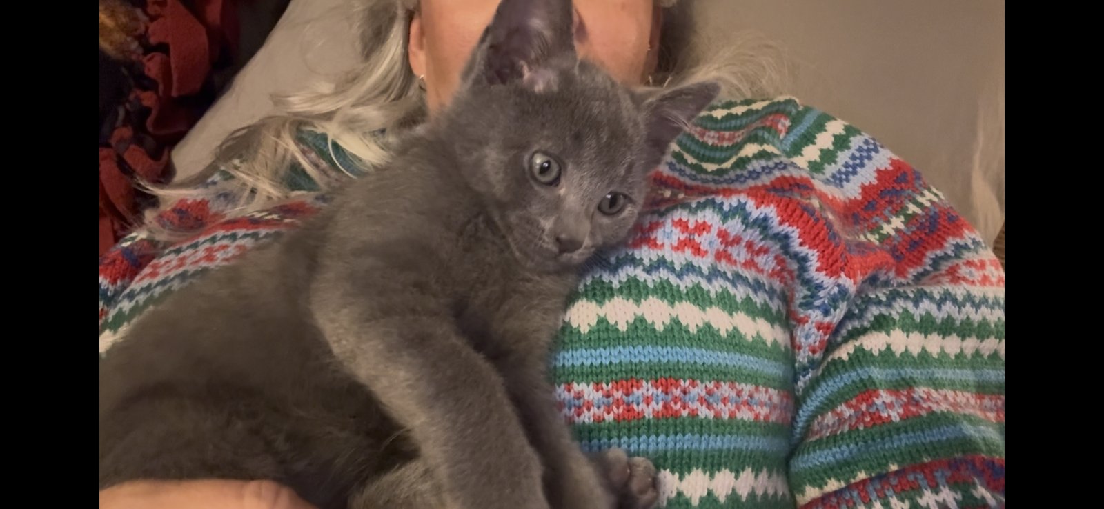 MYLES - Russian Blue / Domestic Short Hair available for adoption