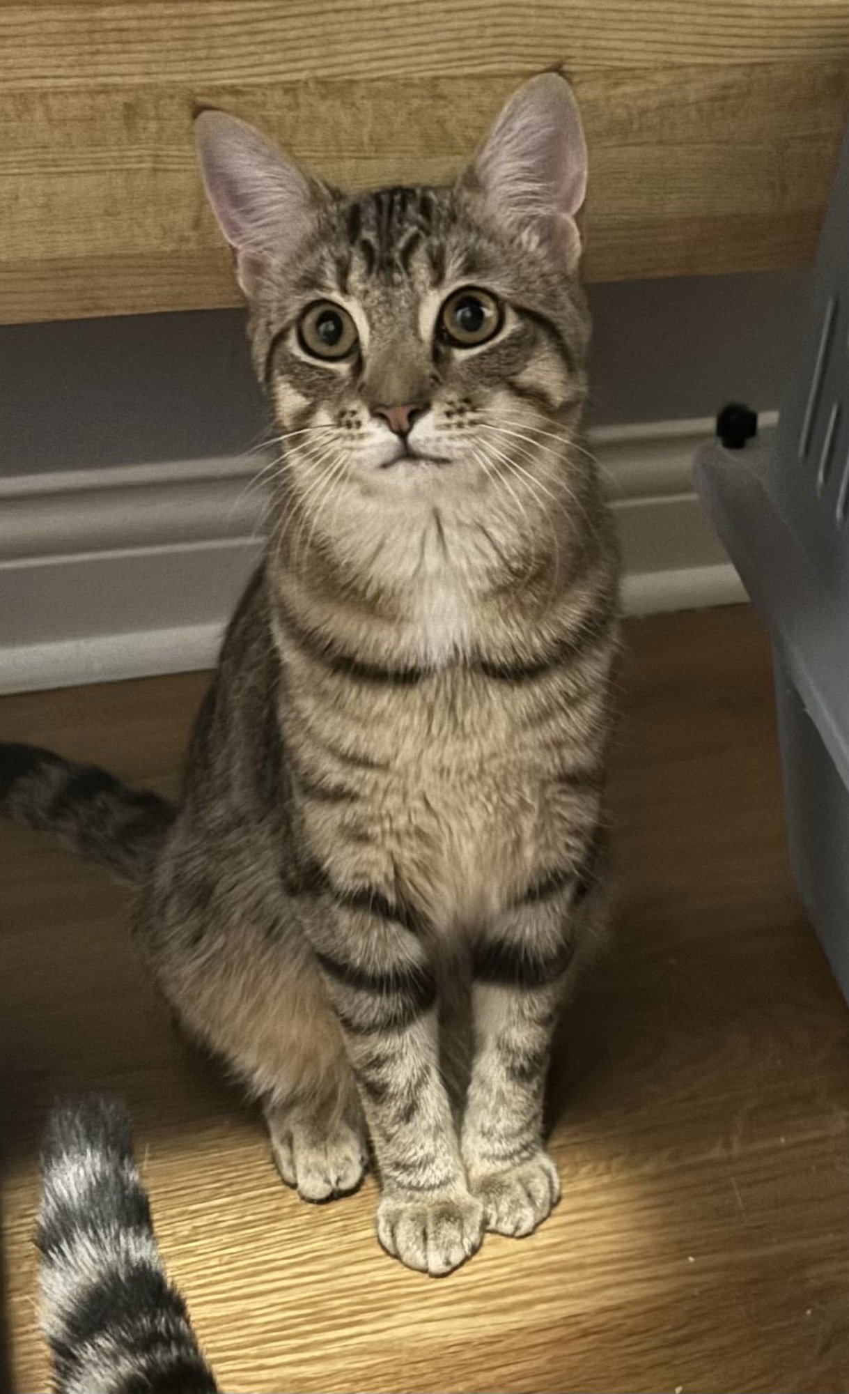 JOHANNA - Tabby / Domestic Short Hair available for adoption