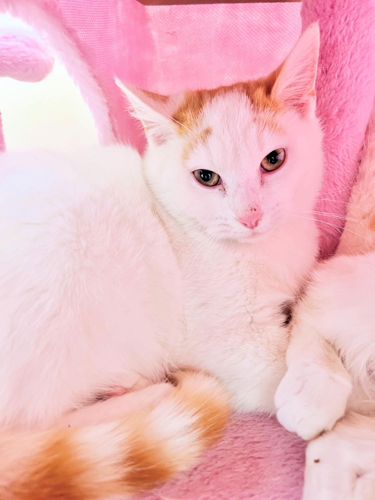 CHAI - Tabby / Domestic Short Hair available for adoption