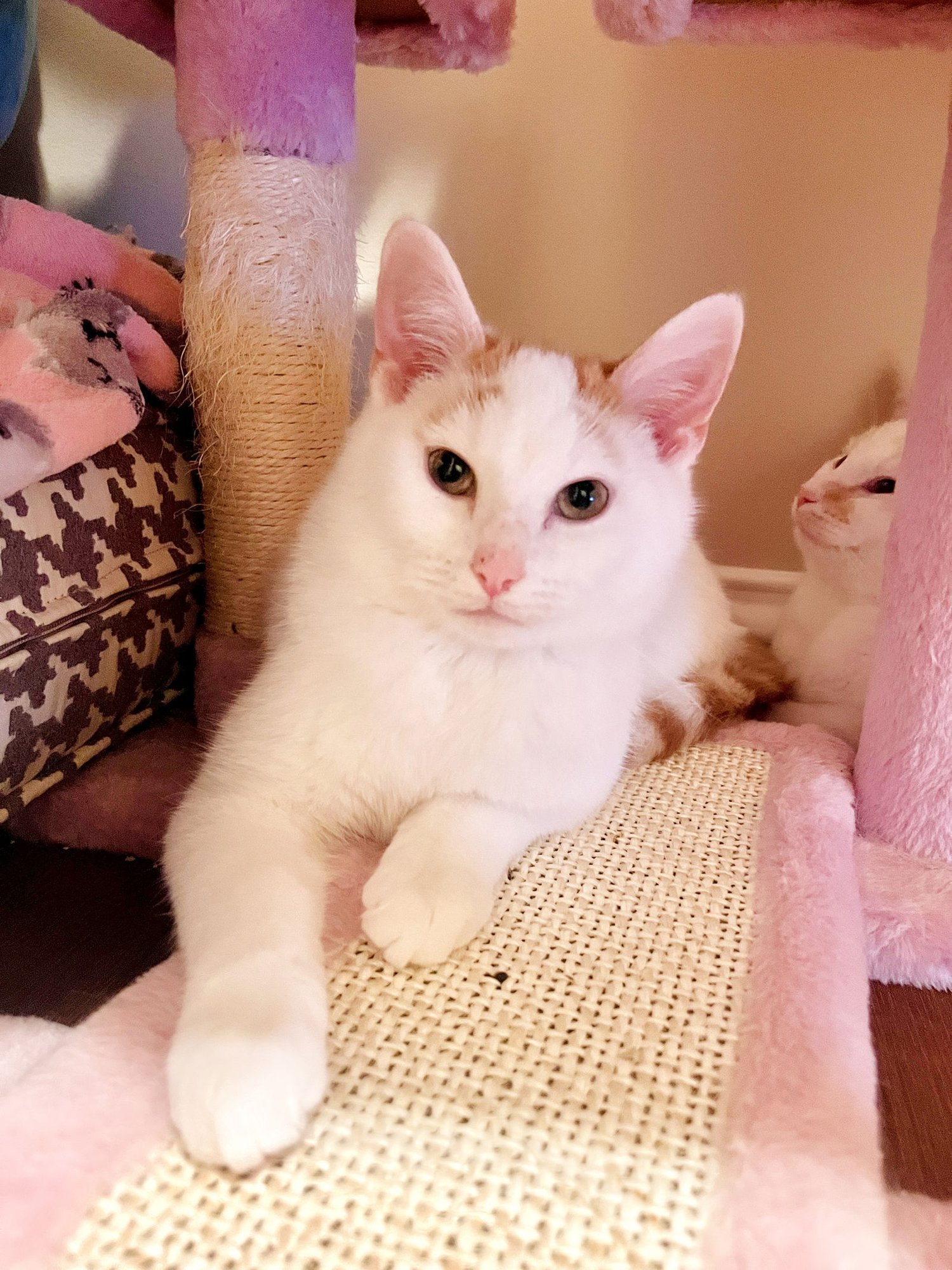 CHAI - Tabby / Domestic Short Hair available for adoption