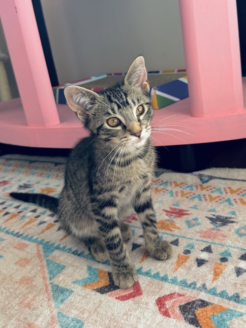 MATTEO - Tabby / Domestic Short Hair for adoption in Lexington