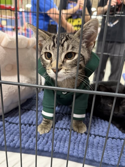 MATTEO - Tabby / Domestic Short Hair available for adoption