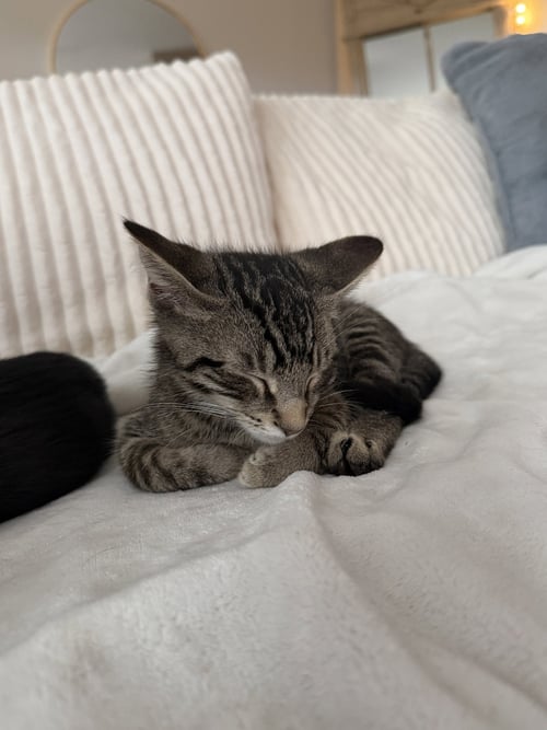 MATTEO - Tabby / Domestic Short Hair available for adoption