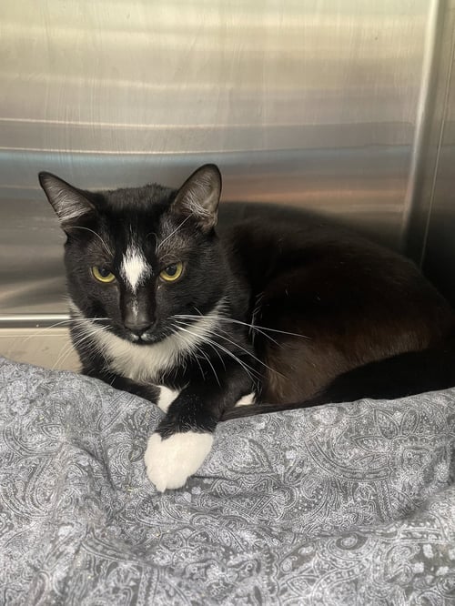 SKUNK - Tuxedo / Domestic Short Hair available for adoption
