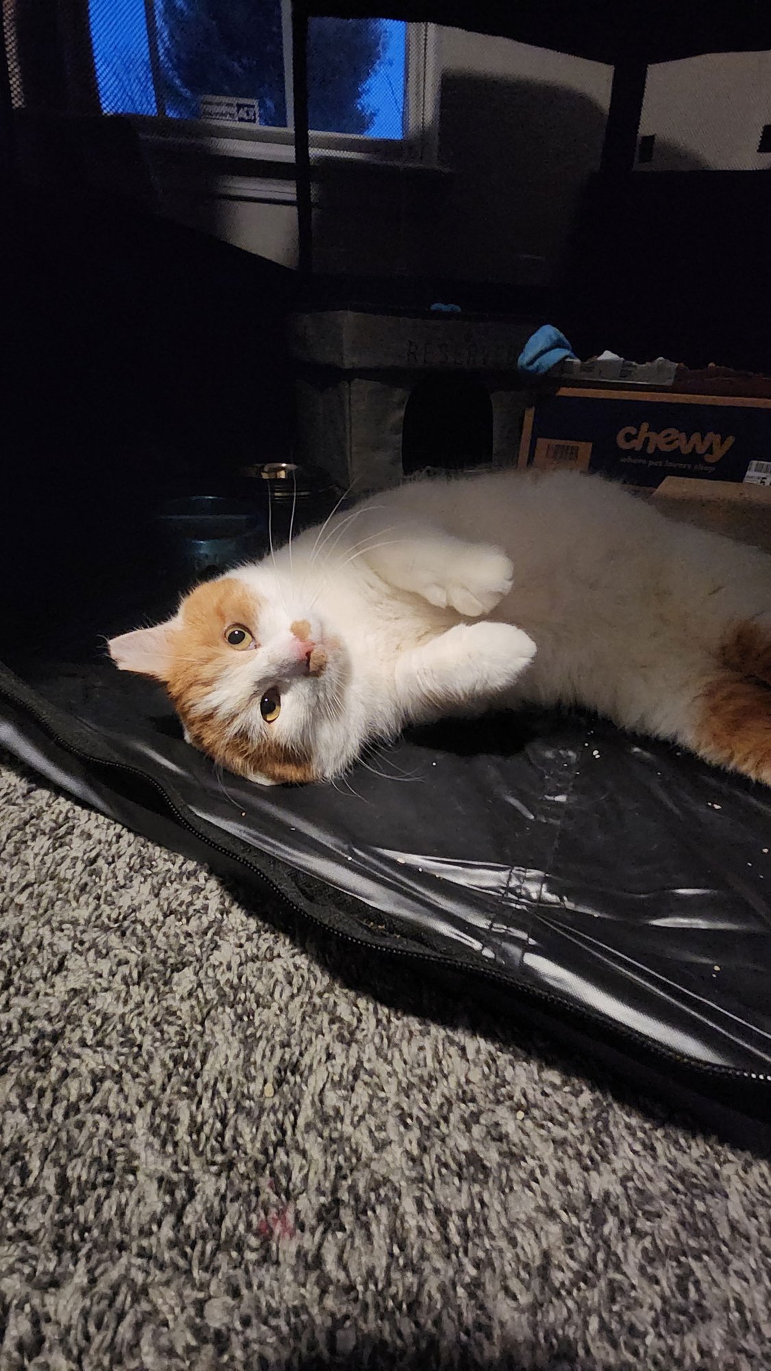 BOMBUR - Tabby / Domestic Short Hair available for adoption